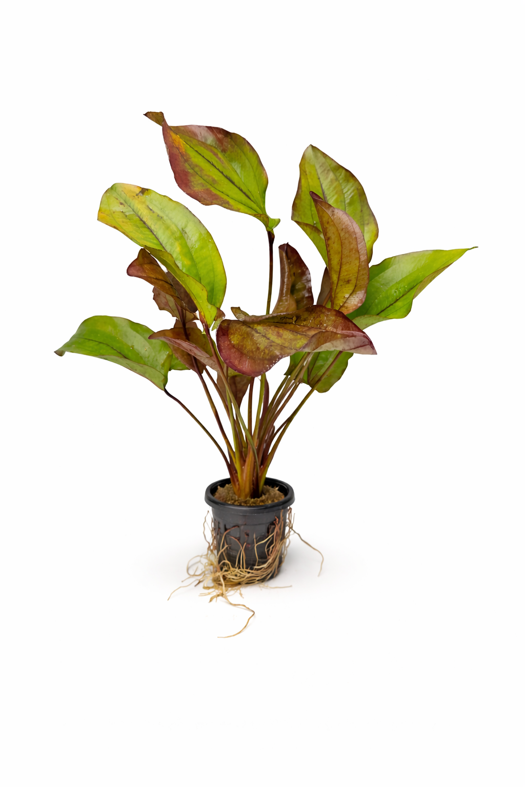 Echinodorus 'Ozelot Red'
