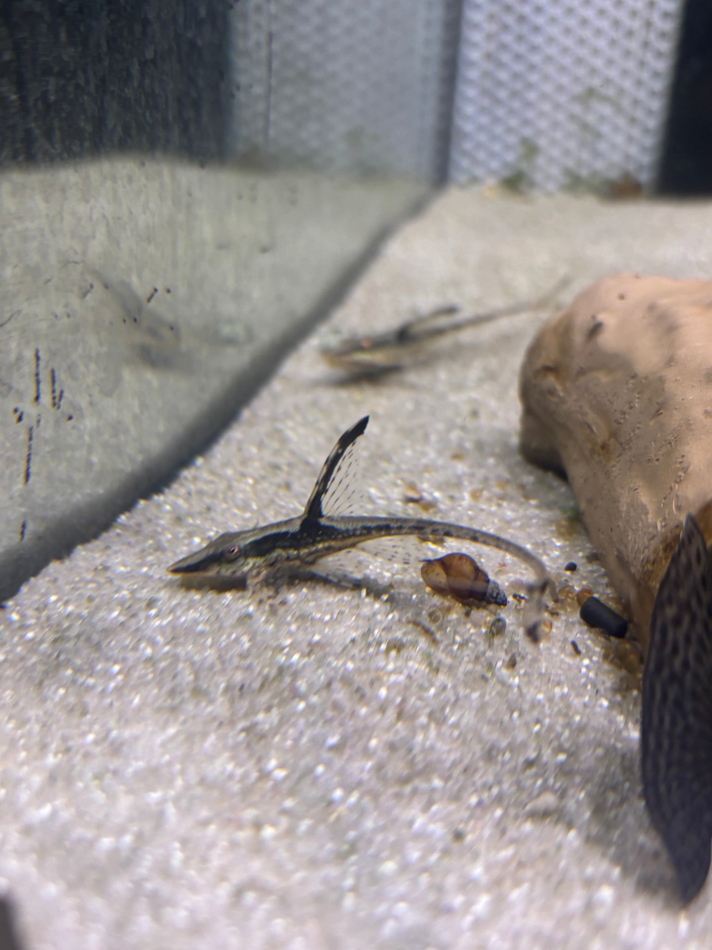 Goldbartwels (Sturisoma panamense)