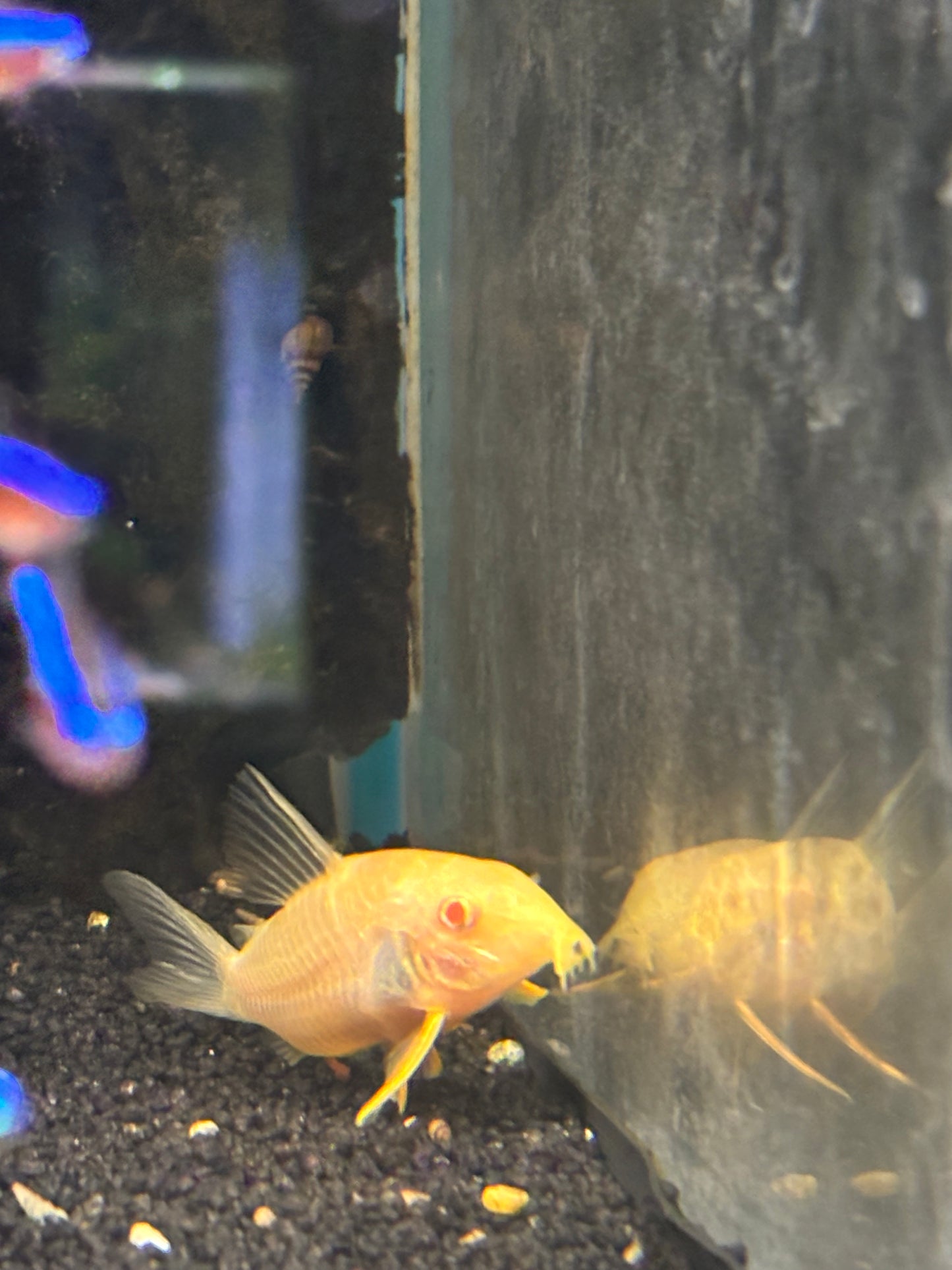 Sterbai-Panzerwels Albino (Corydoras sterbai)