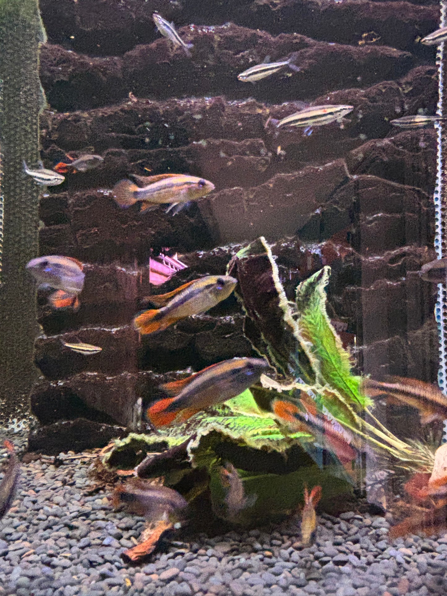 Apistogramma agassizii – Agassiz Zwergbuntbarsch