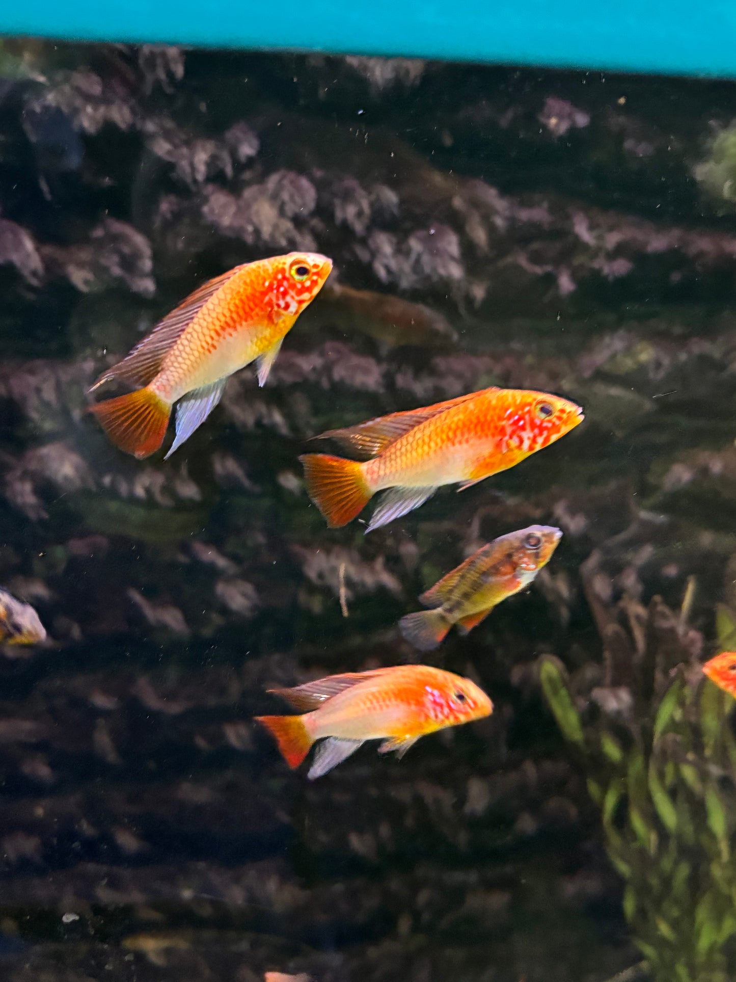Apistogramma macmasteri Gold