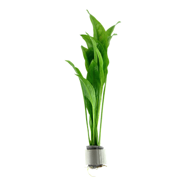 Echinodorus grisebachii 'Bleherae'