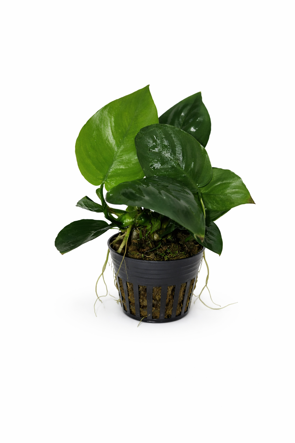 Anubias barteri var. barteri