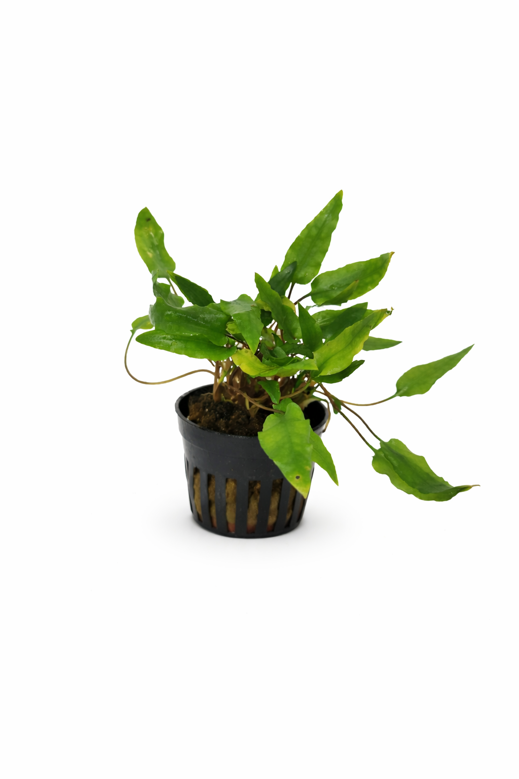 Cryptocoryne wendtii 'Green'