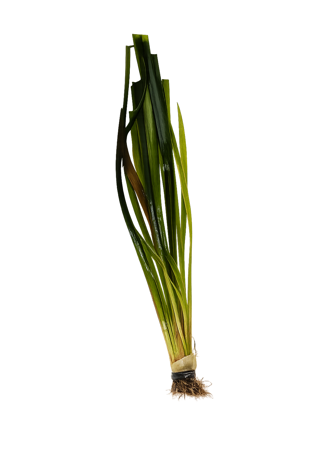 Vallisneria americana 'Gigantea'