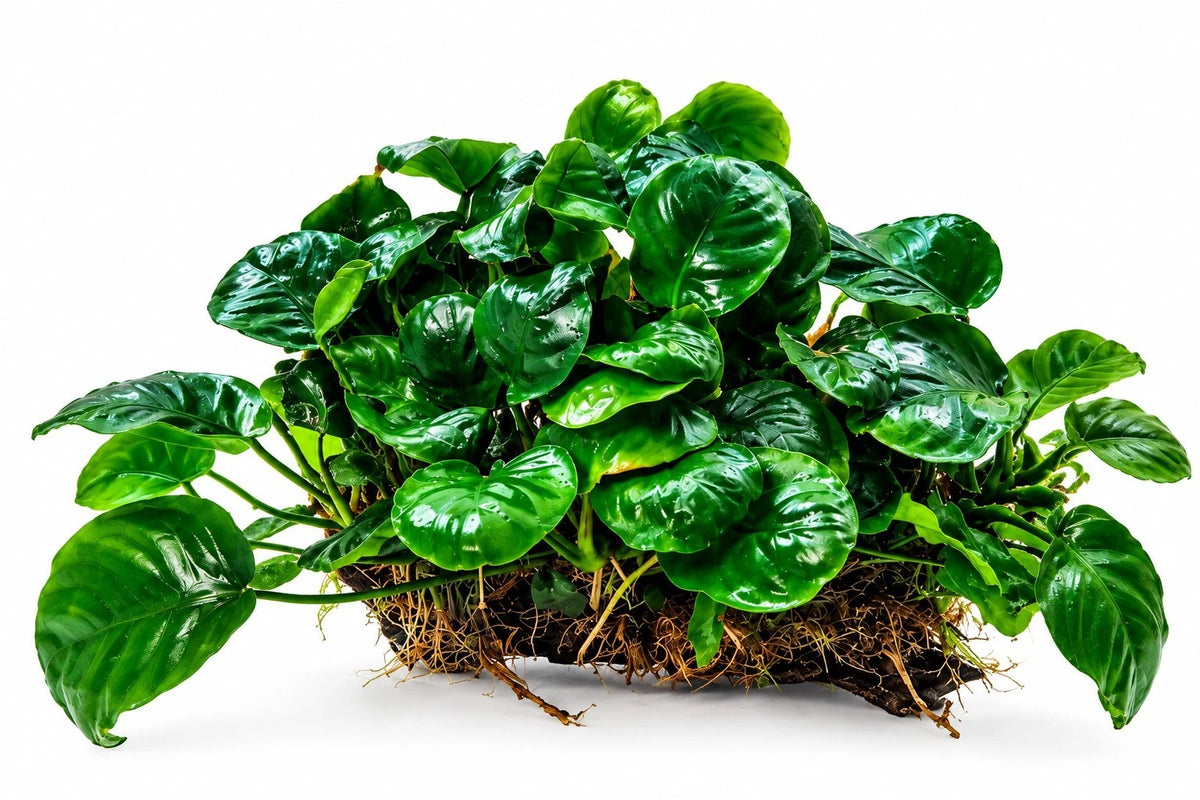 Anubias auf Holz – XL
