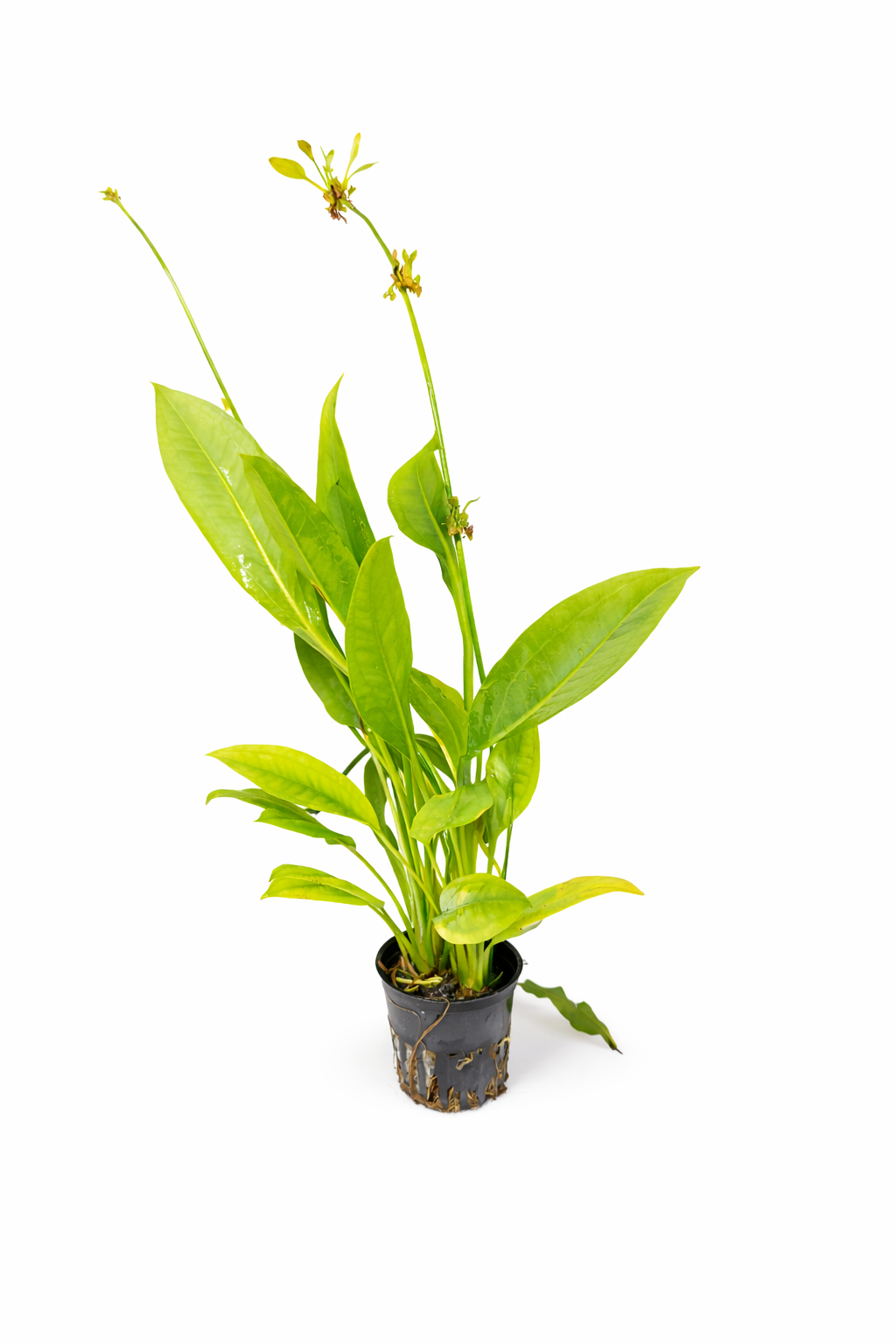 Echinodorus grisebachii 'Bleherae'