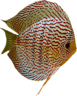 Diskus Red Spotted Green