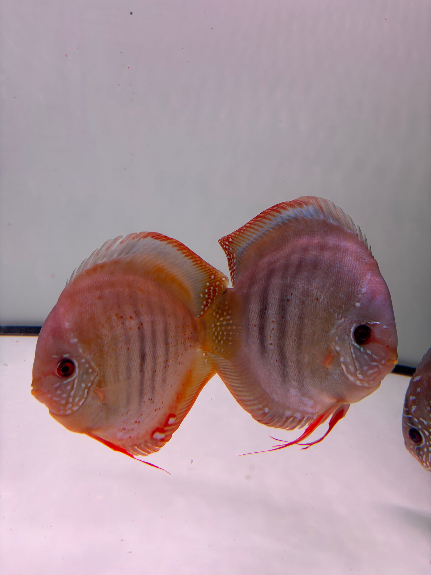 Diskus San Merah Zuchtpaar