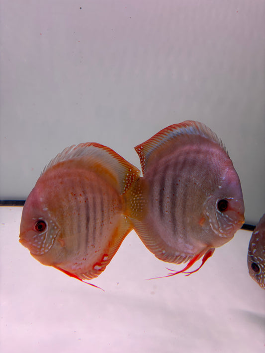 Diskus San Merah Zuchtpaar