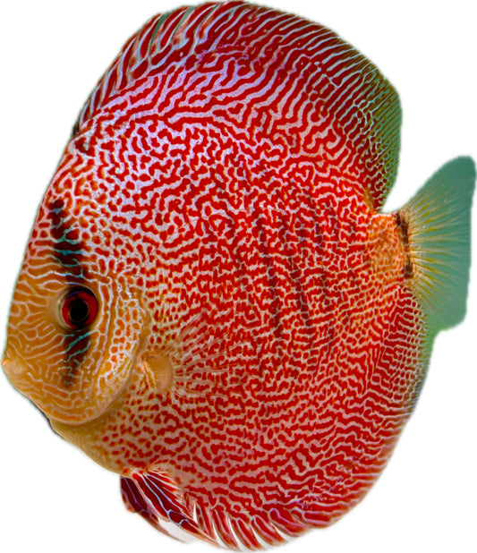 Diskus Super Panthera