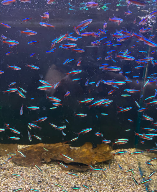 Roter Neon: Paracheirodon axelrodi