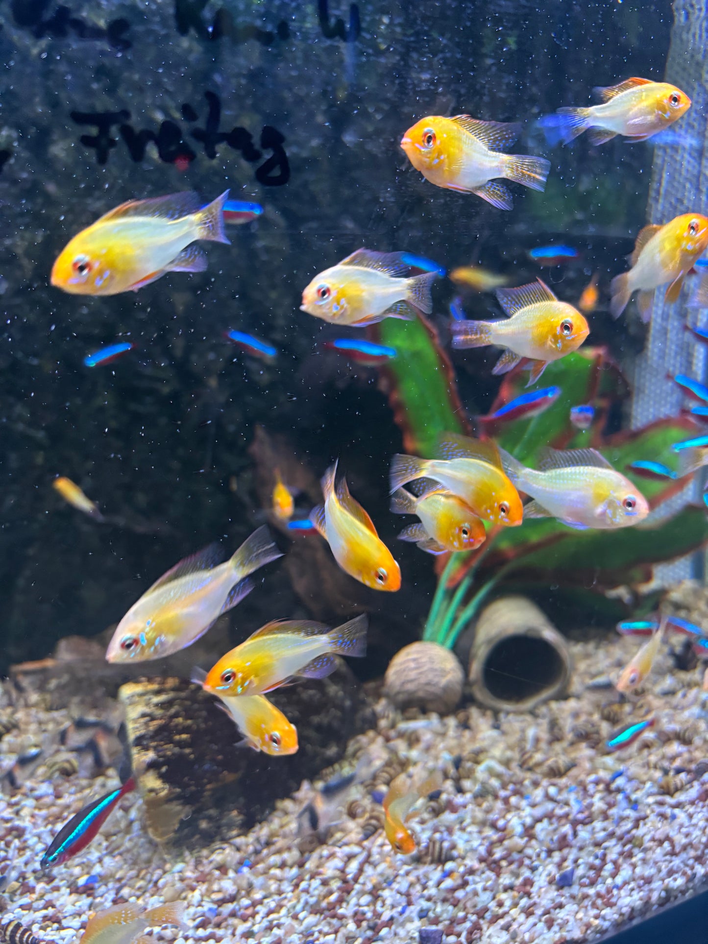 Schmetterlingsbuntbarsch Gold (Microgeophagus ramirezi)