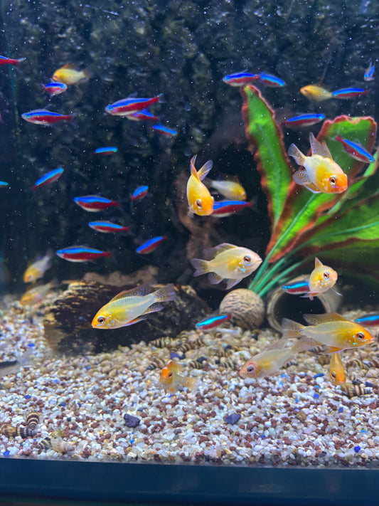 Schmetterlingsbuntbarsch Gold (Microgeophagus ramirezi)