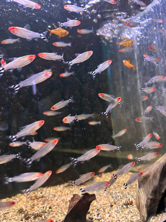 Rotkopfsalmler: Hemigrammus bleheri