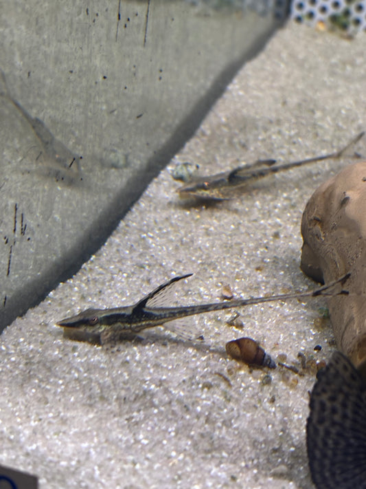 Goldbartwels (Sturisoma panamense)