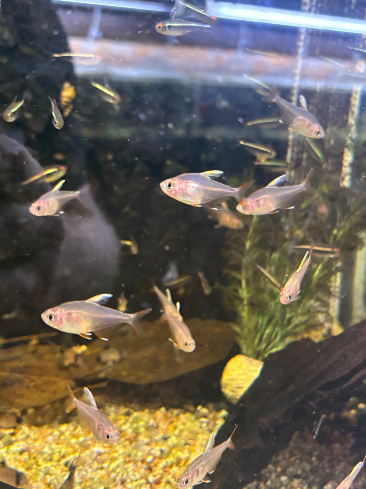 Schmucksalmler (Hyphessobrycon bentosi)