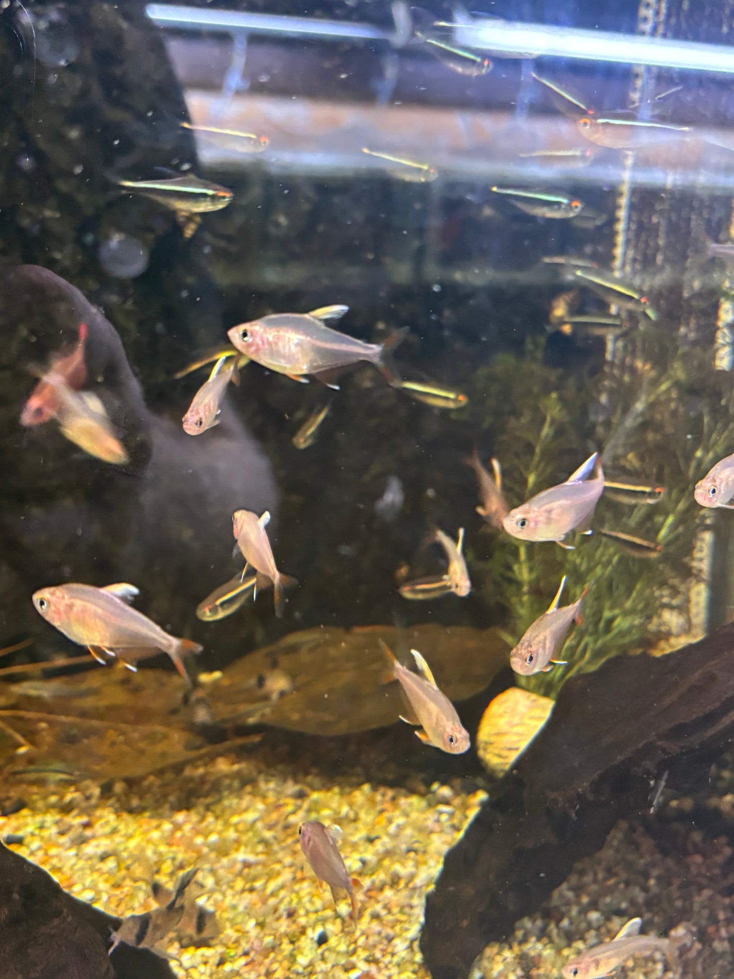 Schmucksalmler (Hyphessobrycon bentosi)