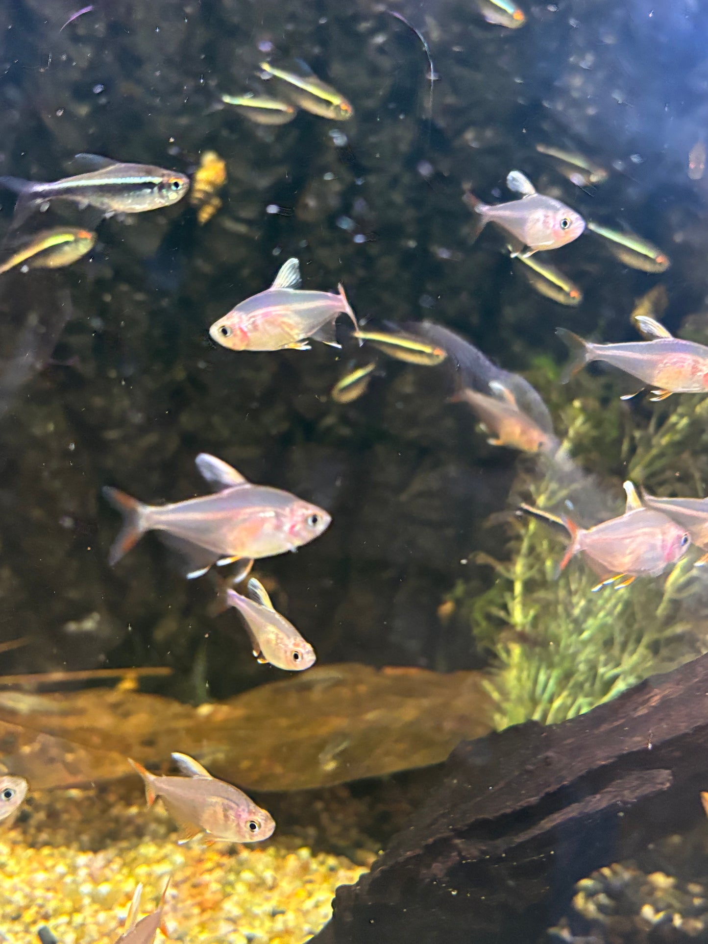 Schmucksalmler (Hyphessobrycon bentosi)