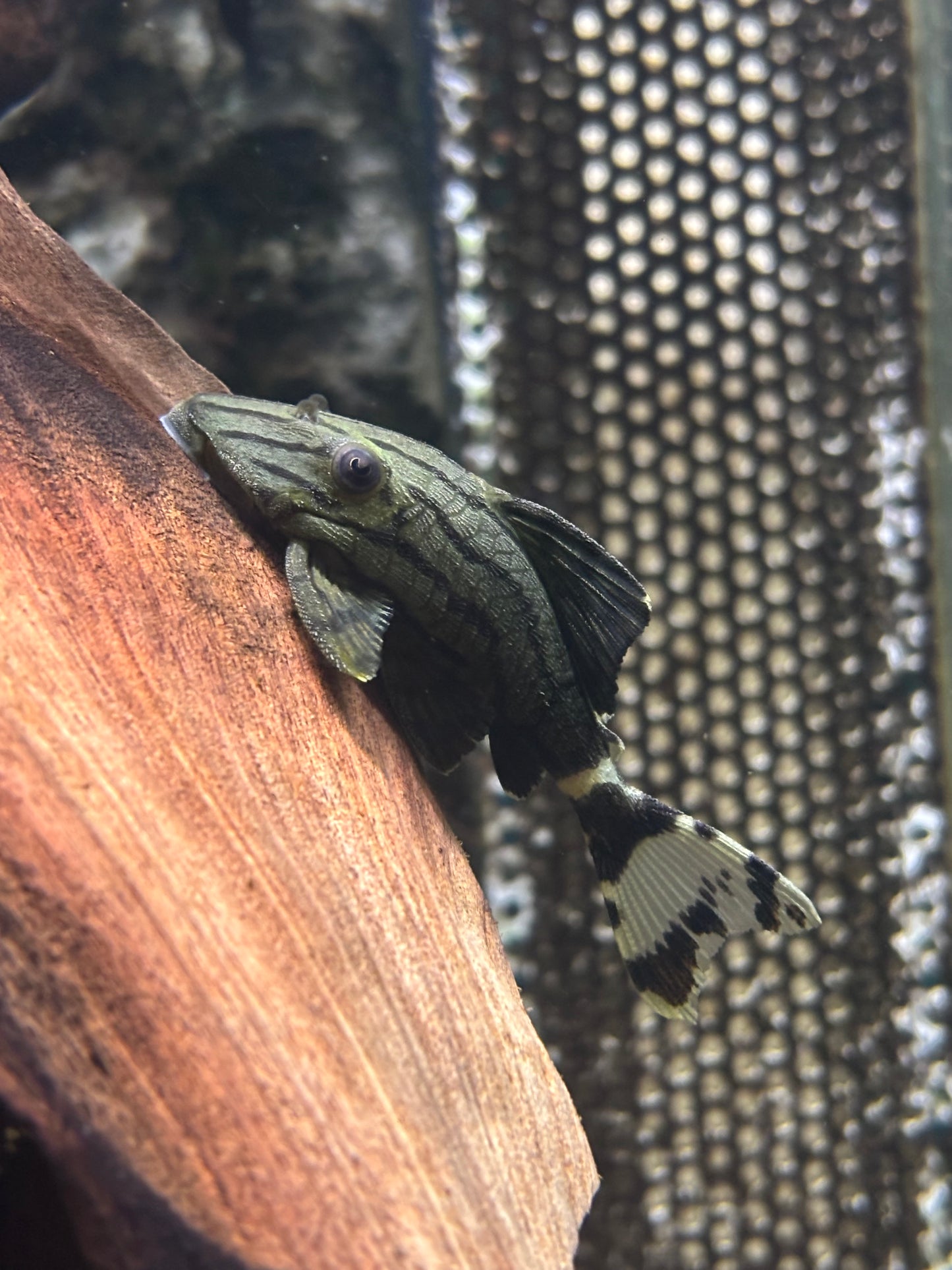 L191 Schwarzlinien Harnichwels