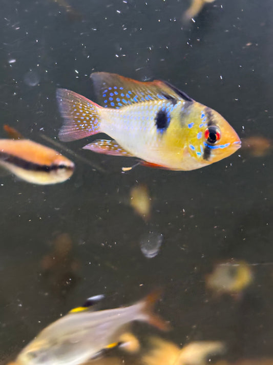 Schmetterlingsbuntbarsch (Microgeophagus ramirezi)