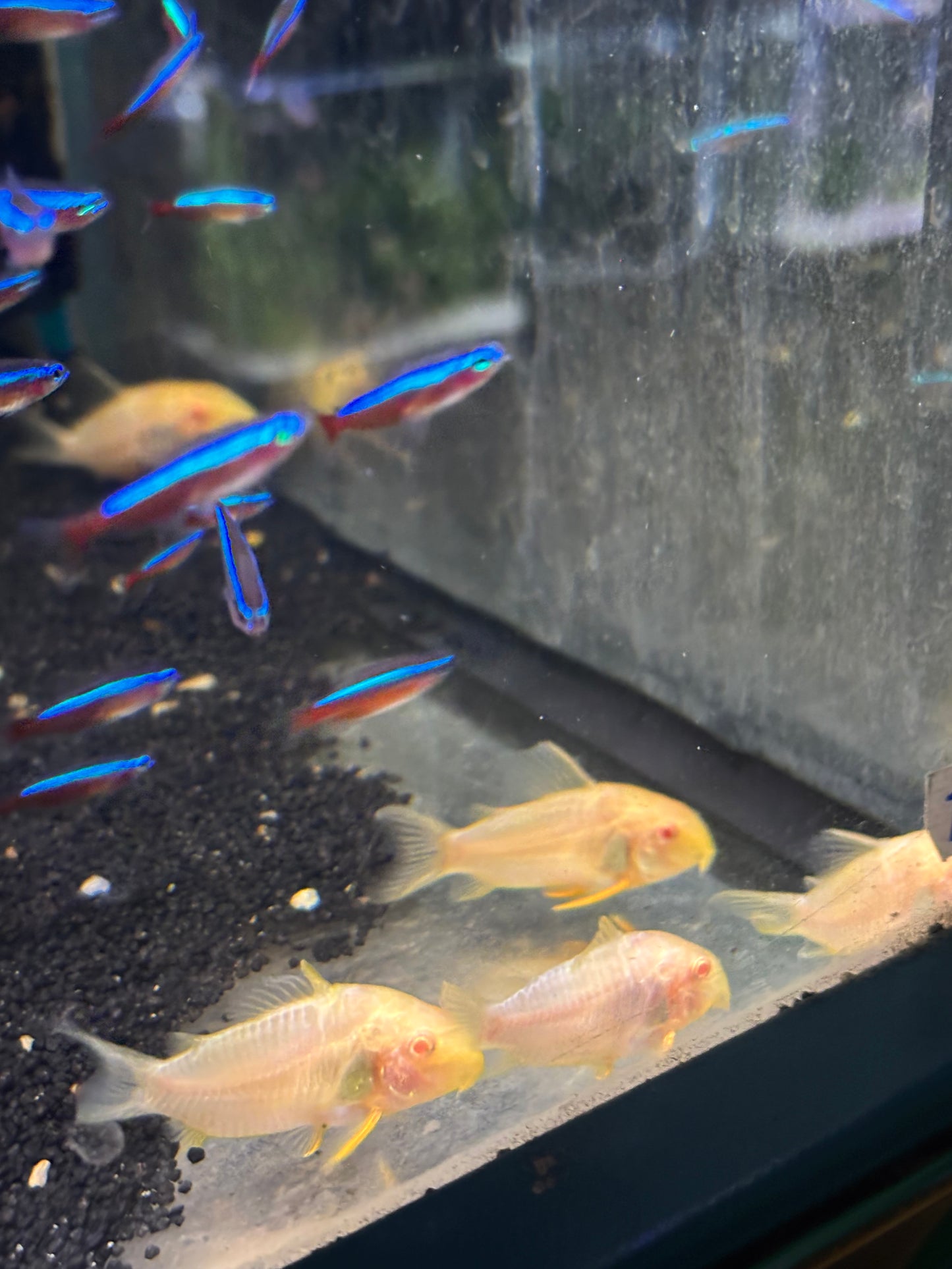 Sterbai-Panzerwels Albino (Corydoras sterbai)