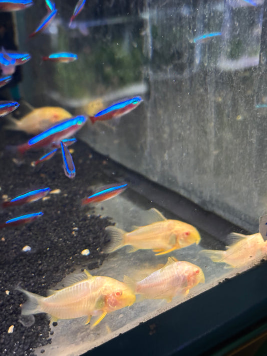Sterbai-Panzerwels Albino (Corydoras sterbai)