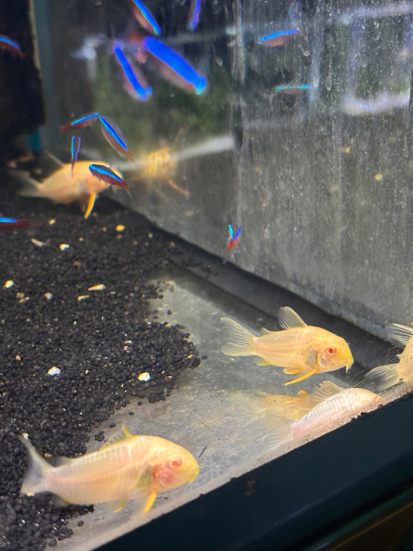 Sterbai-Panzerwels Albino (Corydoras sterbai)