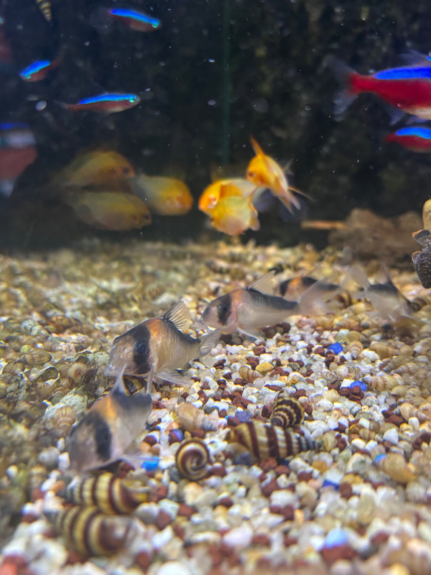 Goldstirn Panzerwels (Corydoras Adolfi)