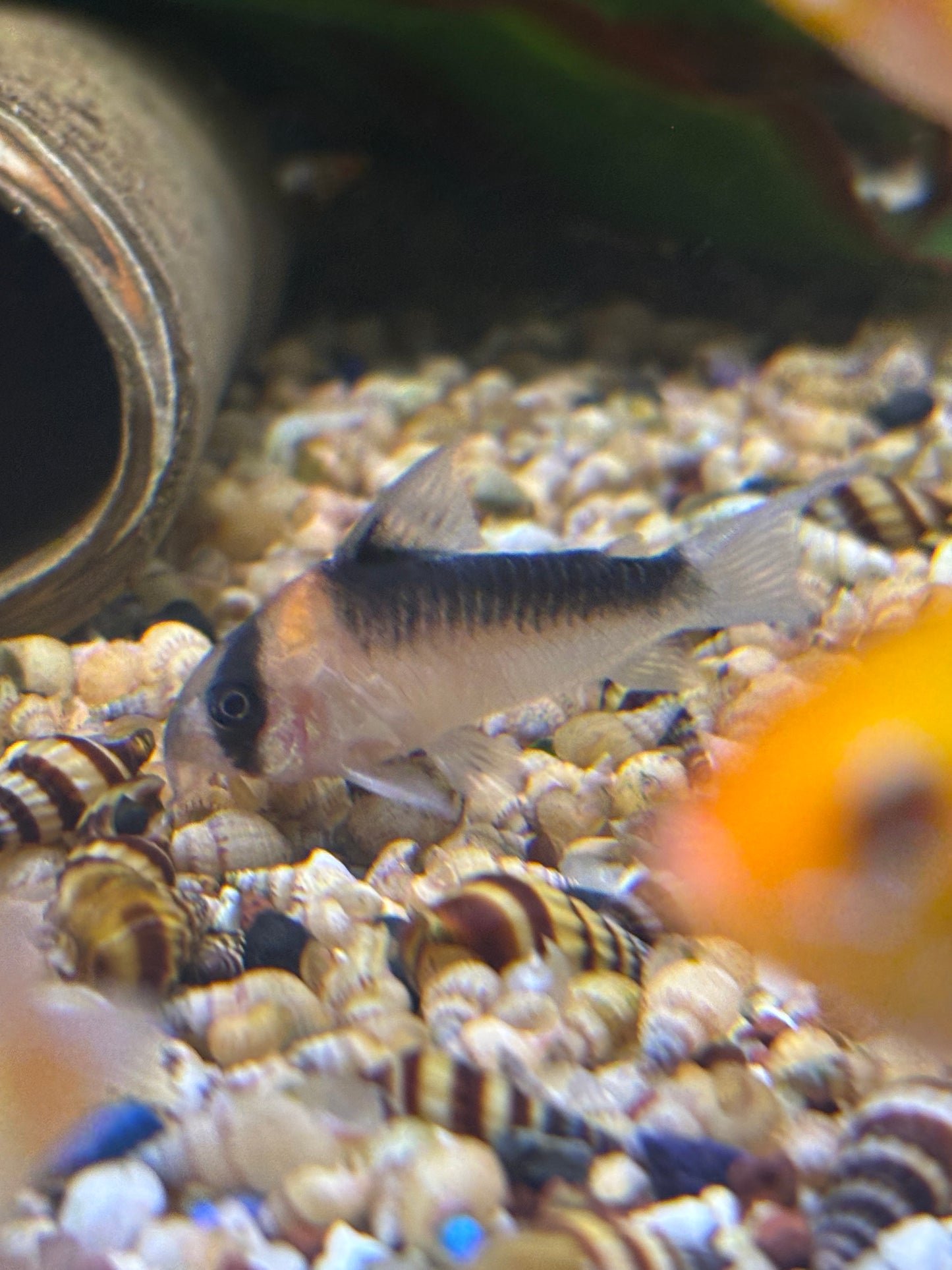 Goldstirn Panzerwels (Corydoras Adolfi)
