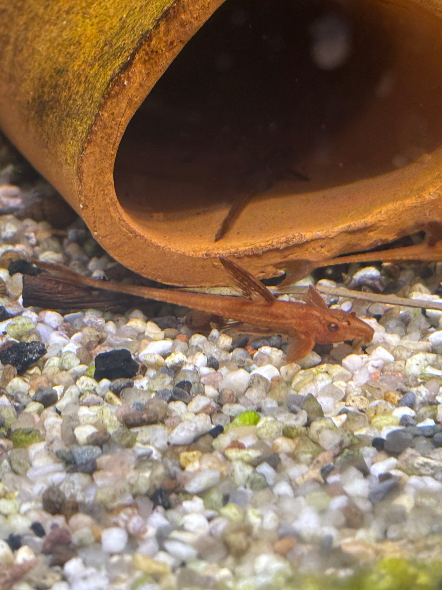 Roter Hexenwels (Rineloricaria sp. „Red“ / „Red Whiptail“)