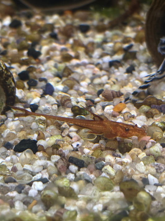 Roter Hexenwels (Rineloricaria sp. „Red“ / „Red Whiptail“)