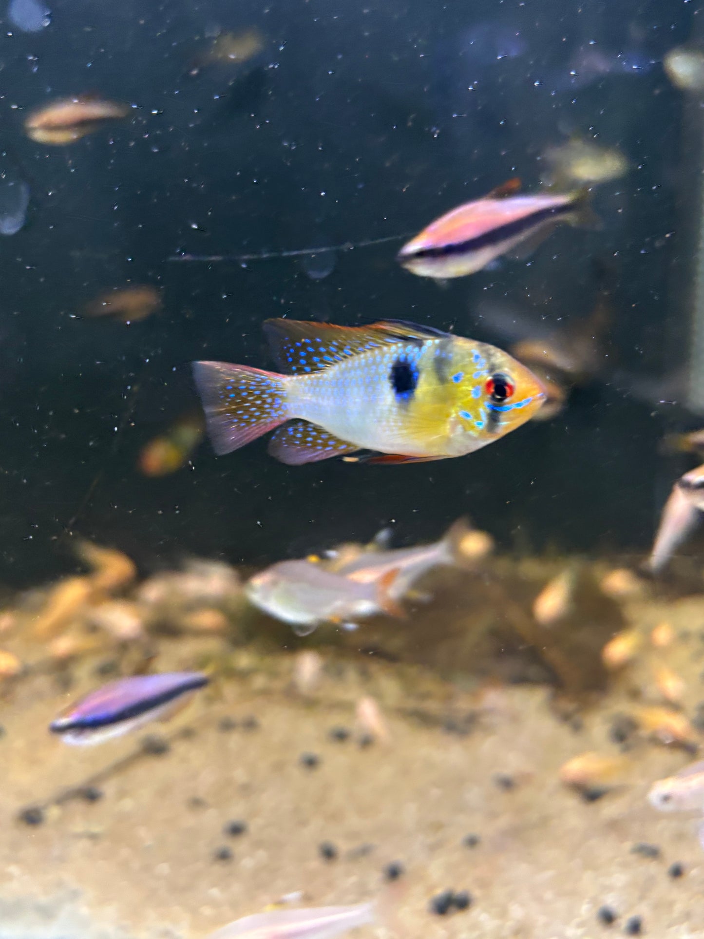 Schmetterlingsbuntbarsch (Microgeophagus ramirezi)