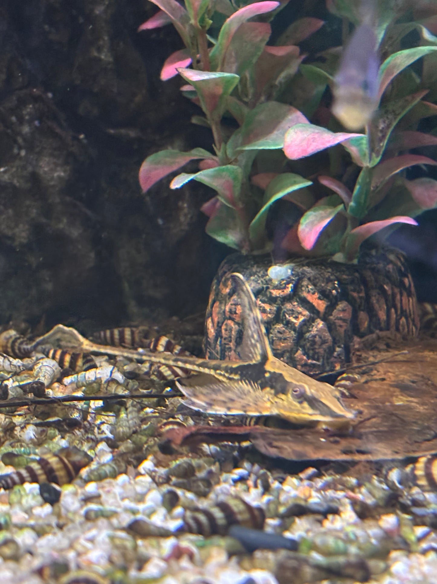 Zwergstörwels (Sturisomatichthys leightoni)