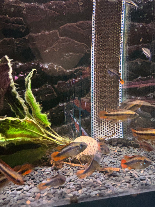 Apistogramma agassizii  – Agassiz Zwergbuntbarsch