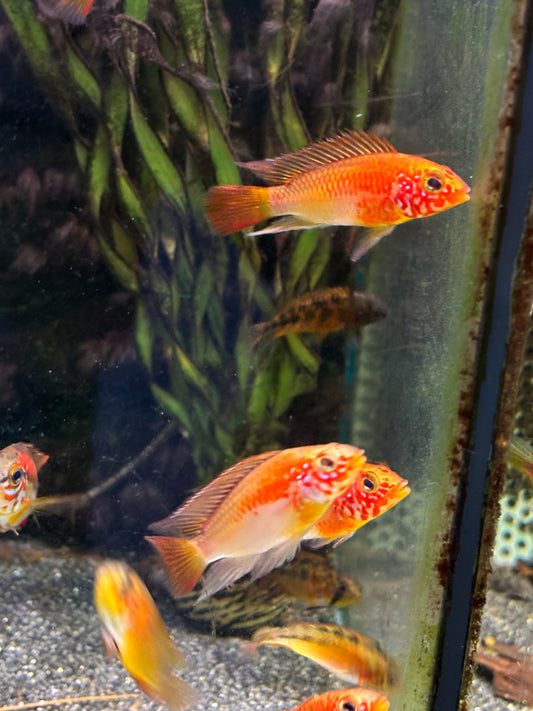 Apistogramma macmasteri Gold