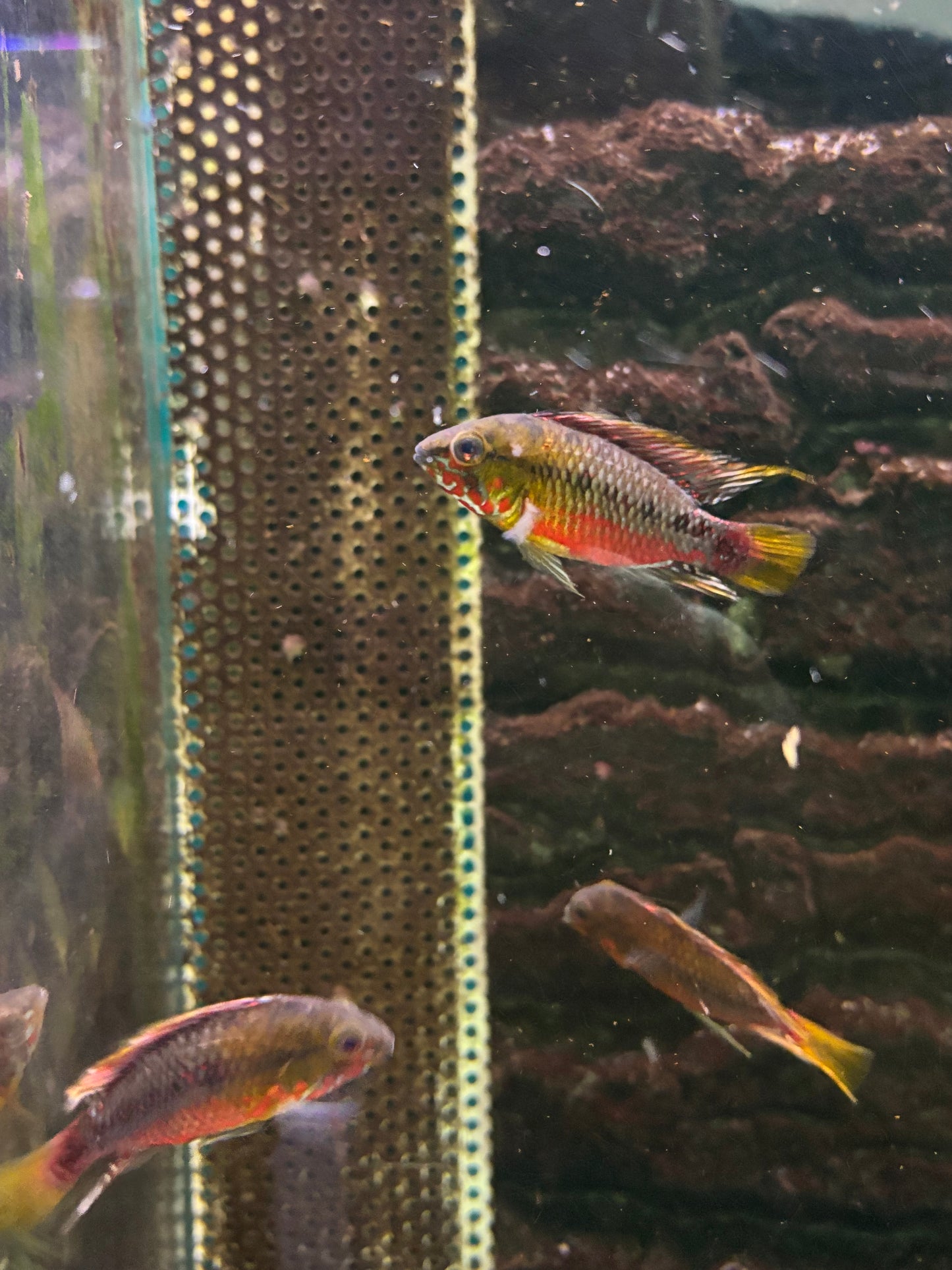 Apistogramma Hongsloi Super red