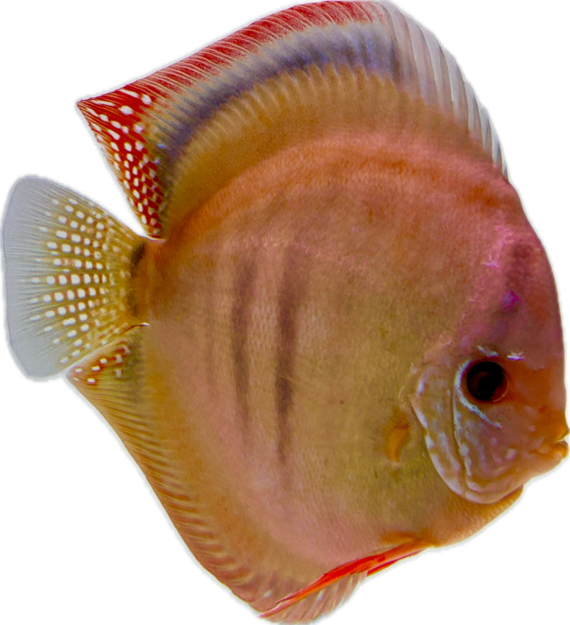 Diskus San Merah Zuchtpaar