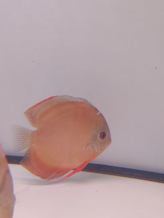 B-Stock Paar San Merah 12-14cm