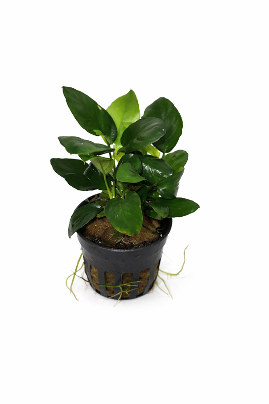 Anubias barteri var. nana