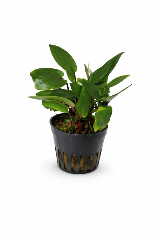Cryptocoryne beckettii 'Petchii'