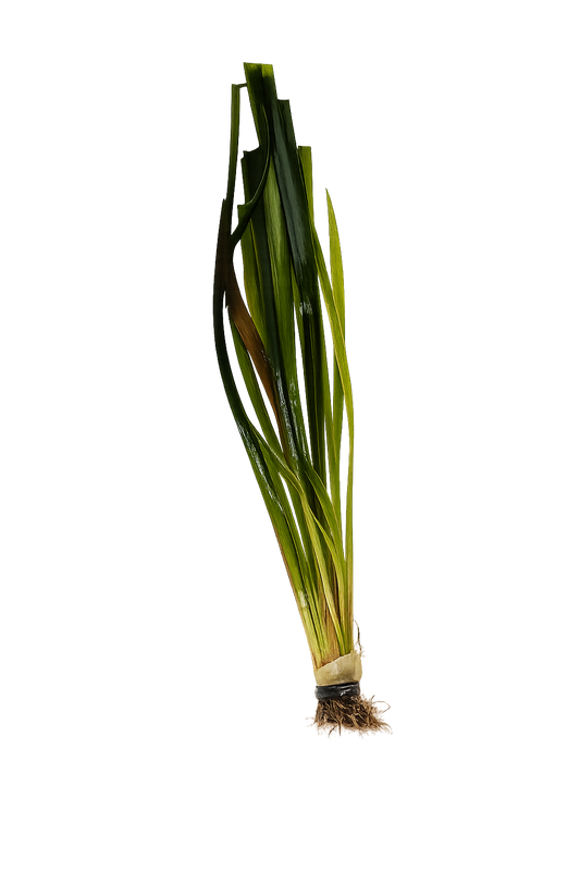 Vallisneria americana 'Gigantea'